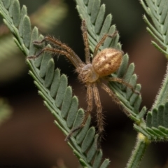 Neosparassus sp. (genus) (Badge huntsman) at Macgregor, ACT - 31 Mar 2020 by Roger