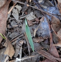 Cyanicula caerulea (Blue Fingers, Blue Fairies) at Aranda, ACT - 29 Mar 2020 by CathB