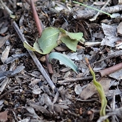 Cyanicula caerulea at Point 3852 - 29 Mar 2020