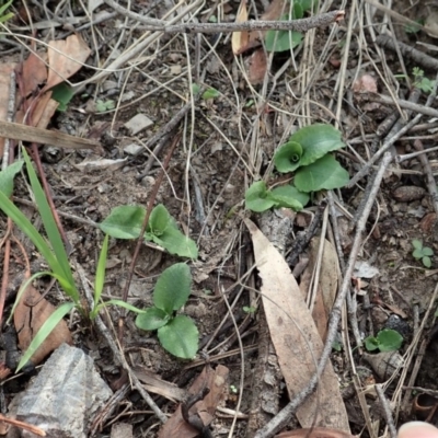 Pterostylis nutans (Nodding Greenhood) at Aranda Bushland - 29 Mar 2020 by CathB