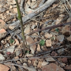 Speculantha rubescens (Blushing Tiny Greenhood) at Aranda Bushland - 29 Mar 2020 by CathB
