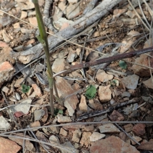 Speculantha rubescens at Aranda, ACT - 29 Mar 2020