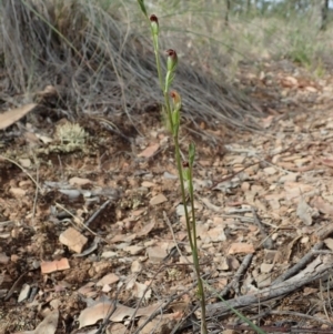 Speculantha rubescens at Aranda, ACT - 29 Mar 2020