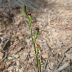 Speculantha rubescens at Aranda, ACT - 29 Mar 2020
