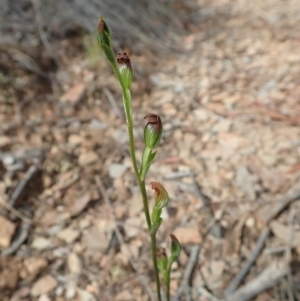 Speculantha rubescens at Aranda, ACT - 29 Mar 2020