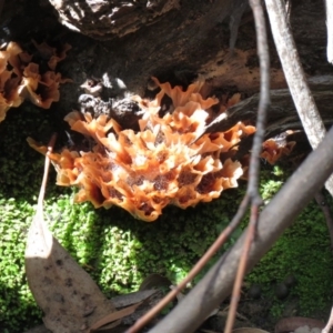 Podoscypha petalodes at Cotter River, ACT - 31 Mar 2020