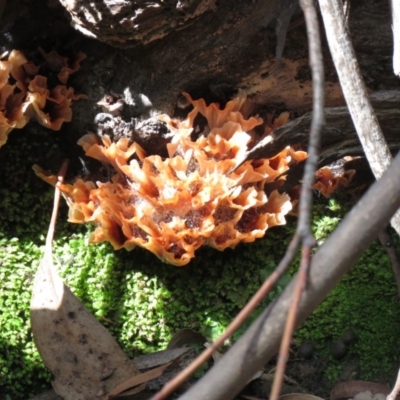 Podoscypha petalodes at Cotter River, ACT - 31 Mar 2020 by SandraH