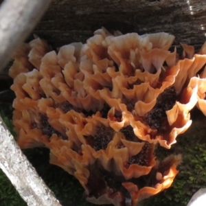 Podoscypha petalodes at Cotter River, ACT - 31 Mar 2020