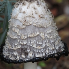 Coprinus comatus (Shaggy Ink Cap) at Wanniassa, ACT - 30 Mar 2020 by SandraH