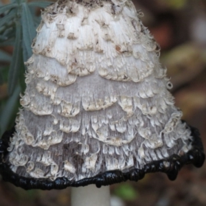 Coprinus comatus at Wanniassa, ACT - 31 Mar 2020 06:55 AM