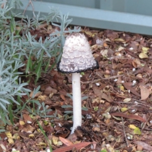 Coprinus comatus at Wanniassa, ACT - 31 Mar 2020