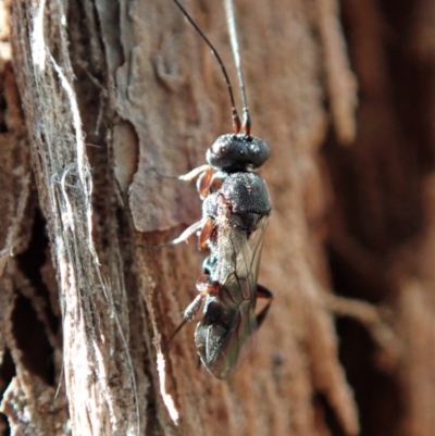 Apocrita (suborder) (Unidentified wasp) at Aranda Bushland - 29 Mar 2020 by CathB