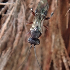 Apocrita (suborder) at Dunlop, ACT - 29 Mar 2020 03:15 PM