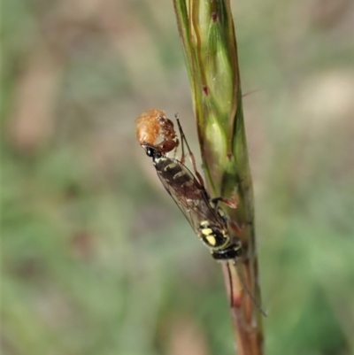Tiphiidae (family) (Unidentified Smooth flower wasp) at Aranda Bushland - 29 Mar 2020 by CathB