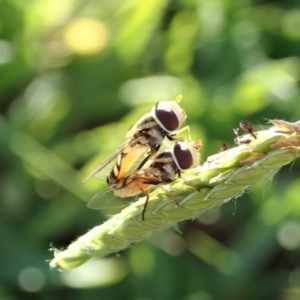 Simosyrphus grandicornis at Cook, ACT - 26 Mar 2020