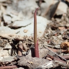 Lyperanthus suaveolens (Brown Beaks) at Aranda Bushland - 26 Mar 2020 by CathB