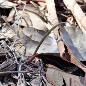 Lyperanthus suaveolens at Aranda, ACT - suppressed