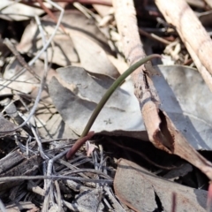 Lyperanthus suaveolens at Aranda, ACT - 26 Mar 2020