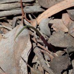 Lyperanthus suaveolens at Aranda, ACT - 26 Mar 2020