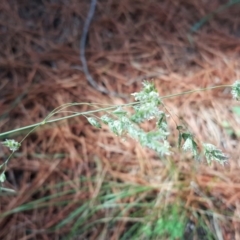 Poa sieberiana (Poa Tussock) at Isaacs Ridge and Nearby - 30 Mar 2020 by Mike