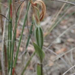 Diplodium ampliatum (Large Autumn Greenhood) at Mount Painter - 27 Mar 2020 by CathB