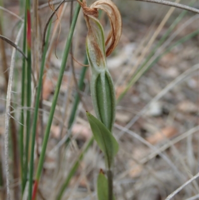 Diplodium ampliatum (Large Autumn Greenhood) at Cook, ACT - 27 Mar 2020 by CathB