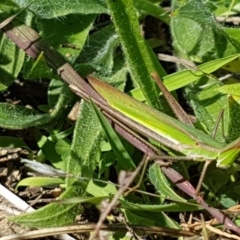 Acrida conica (Giant green slantface) at Dunlop, ACT - 31 Mar 2020 by tpreston