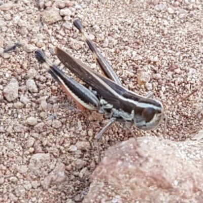 Macrotona australis (Common Macrotona Grasshopper) at Molonglo River Reserve - 31 Mar 2020 by trevorpreston