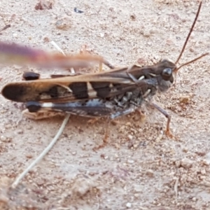 Oedaleus australis at Molonglo River Reserve - 31 Mar 2020 02:17 PM