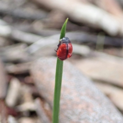 Ditropidus sp. (genus) (Leaf beetle) at Cook, ACT - 27 Mar 2020 by CathB