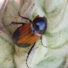 Phyllotocus navicularis (Nectar scarab) at Dunlop, ACT - 31 Mar 2020 by trevorpreston