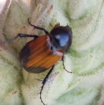 Phyllotocus navicularis (Nectar scarab) at Dunlop, ACT - 31 Mar 2020 by trevorpreston