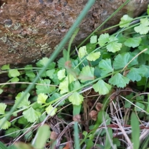 Asplenium flabellifolium at Molonglo River Reserve - 31 Mar 2020 02:24 PM