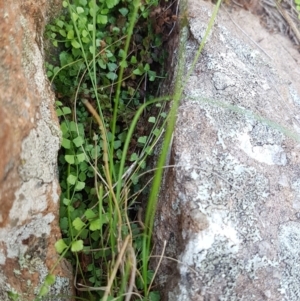Asplenium flabellifolium at Molonglo River Reserve - 31 Mar 2020
