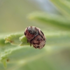 Elaphodes sp. (genus) (Leaf beetle) at Cook, ACT - 27 Mar 2020 by CathB