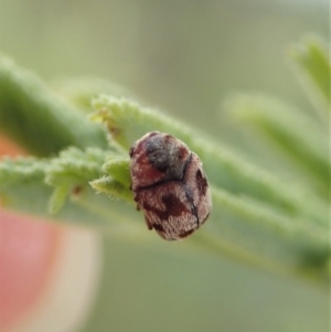 Elaphodes sp. (genus) at Cook, ACT - suppressed