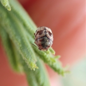 Elaphodes sp. (genus) at Cook, ACT - suppressed