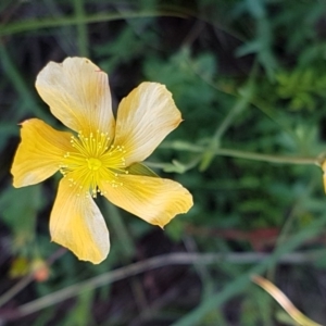 Hypericum gramineum at Molonglo River Reserve - 31 Mar 2020 02:26 PM