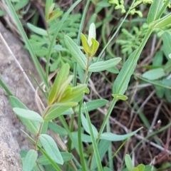 Hypericum gramineum at Molonglo River Reserve - 31 Mar 2020