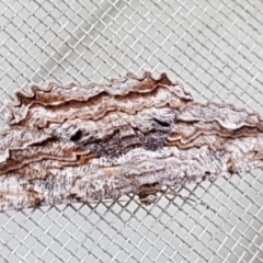 Scioglyptis lyciaria (White-patch Bark Moth) at Holt, ACT - 31 Mar 2020 by tpreston