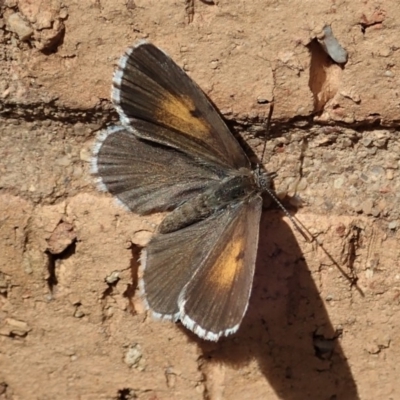 Lucia limbaria (Chequered Copper) at Cook, ACT - 29 Mar 2020 by CathB