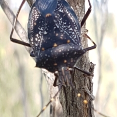 Poecilometis patruelis (Gum Tree Shield Bug) at Lower Molonglo - 31 Mar 2020 by tpreston