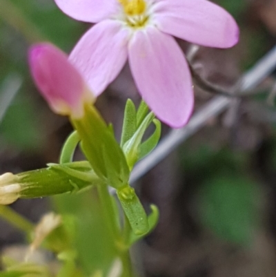 Centaurium sp. (Centaury) at Dunlop, ACT - 31 Mar 2020 by trevorpreston