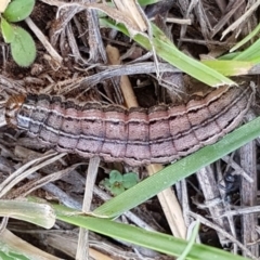 Persectania ewingii (Southern Armyworm) at Dunlop, ACT - 31 Mar 2020 by tpreston