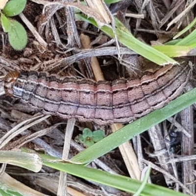 Persectania ewingii (Southern Armyworm) at Dunlop, ACT - 31 Mar 2020 by trevorpreston