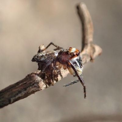 Opisthoncus sp. (genus) (Unidentified Opisthoncus jumping spider) at Dunlop, ACT - 26 Mar 2020 by CathB