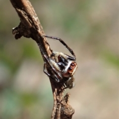 Opisthoncus sp. (genus) at Dunlop, ACT - 26 Mar 2020