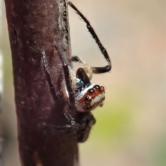 Opisthoncus sp. (genus) at Dunlop, ACT - 26 Mar 2020