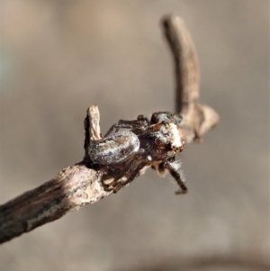 Opisthoncus sp. (genus) at Dunlop, ACT - 26 Mar 2020