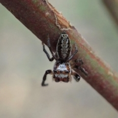 Opisthoncus sp. (genus) at Dunlop, ACT - 26 Mar 2020